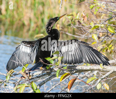 Delray Beach, Palm Beach County, USA. 23rd Jan, 2016. An Anhinga (Anhinga anhinga) spreads its wings in the 50-acre (2,343 m) Wakodahatchee Wetlands in Delray Beach, Florida that offers opportunities to observe birds in their natural habitats. © Arnold Drapkin/ZUMA Wire/Alamy Live News Stock Photo