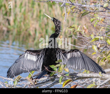 Delray Beach, Palm Beach County, USA. 23rd Jan, 2016. An Anhinga (Anhinga anhinga) spreads its wings in the 50-acre (2,343 m) Wakodahatchee Wetlands in Delray Beach, Florida that offers opportunities to observe birds in their natural habitats. © Arnold Drapkin/ZUMA Wire/Alamy Live News Stock Photo