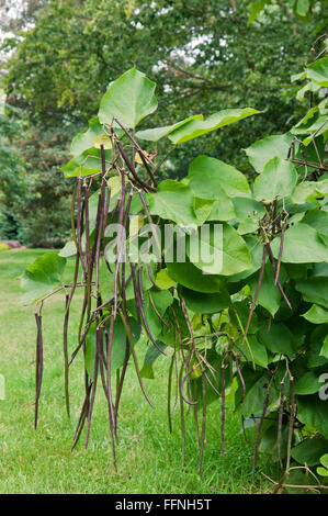 CATALPA BIGNONIOIDES Stock Photo