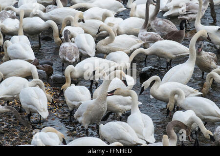 Trumpeter Swans feeding at Swan Park on the Mississippi River, Monticello, MN,USA Stock Photo