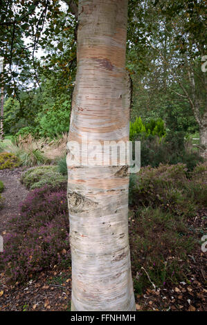 BETULA ERMANII X PUBESCENS AT THE PINETUM RHS GARDEN WISLEY Stock Photo