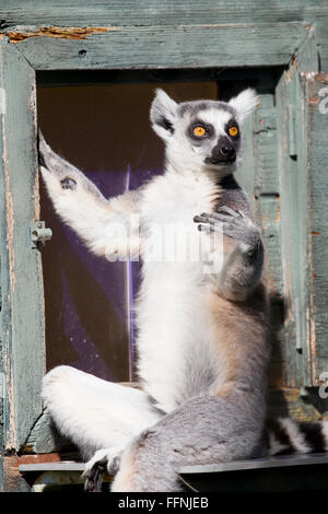 Durrell Wildlife Conservation Trust Stock Photo