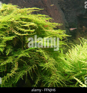 aquarium flora background illuminated Stock Photo