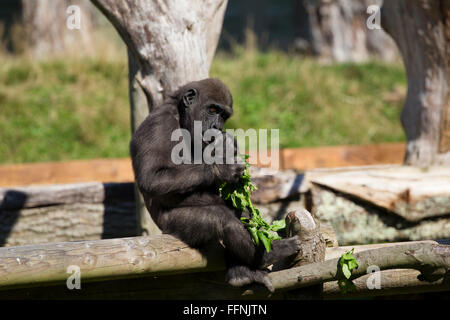 Durrell Wildlife Conservation Trust Stock Photo