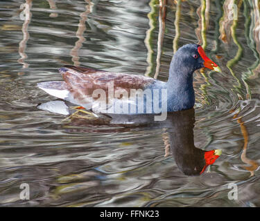 Delray Beach, Palm Beach County, USA. 23rd Jan, 2016. A Common Gallinule (Gallinula galeata), similar to the common moorhen, in the 50-acre (2,343 m) Wakodahatchee Wetlands in Delray Beach, Florida, that offers opportunities to observe wildlife in their natural habitat. © Arnold Drapkin/ZUMA Wire/Alamy Live News Stock Photo