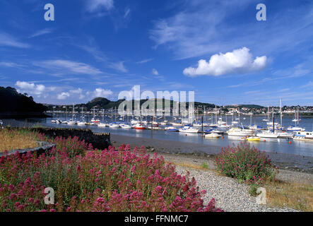 Conwy River Boats in harbour with view across to Deganwy Conwy County North Wales UK Red valerian flowers in foreground Stock Photo