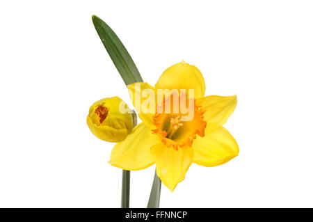 Daffodil flower, leaf and bud isolated against white Stock Photo