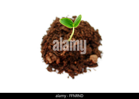 Cucumber Sprout in Soil Isolated Over White Stock Photo
