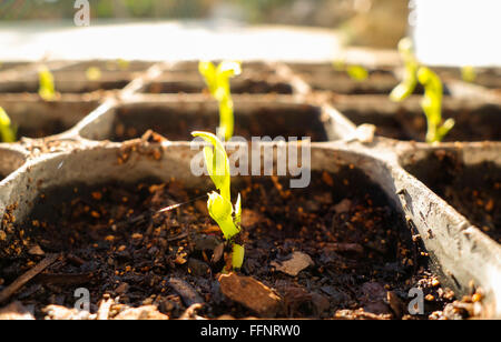 Peas, Pisum sativum, seedlings germinating in black tray. Stock Photo