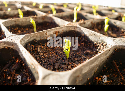 Peas, Pisum sativum, seedlings germinating in black tray. Stock Photo