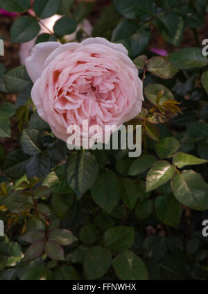 Rosa ABRAHAM DARBY, Rose, David Austin, Pink. English Stock Photo