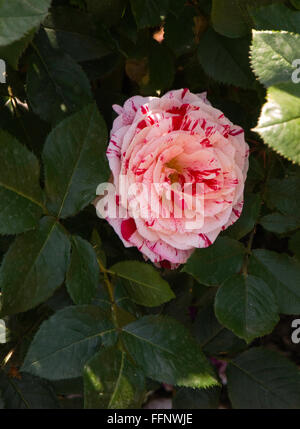 Rosa ,SCENTIMENTAL, rose, red, white, stripe, hybrid tea Stock Photo