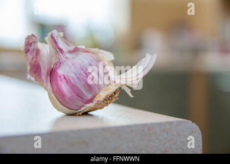 bulb of garlic sitting on a kitchen work top Stock Photo