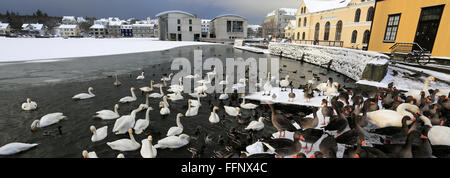 Swans and Geese on the frozen Tjornin lake, Reykjavik City Hall. Reykjavik, Iceland. Stock Photo