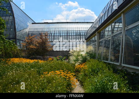 Daisy bloom in the Monet Garden outside of the Garfield Park Conservatory on Chicago's near west side. Stock Photo