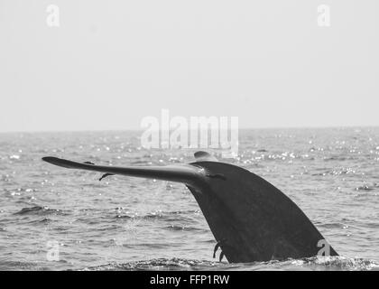Blue Whale diving off the coast of Sri Lanka Stock Photo