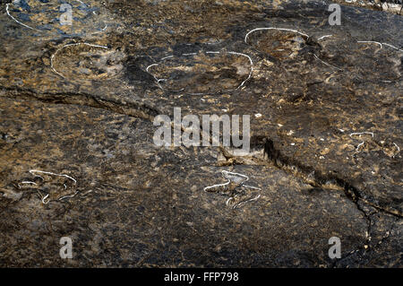 Dinosaurs old prehistoric footprints, Stock Photo