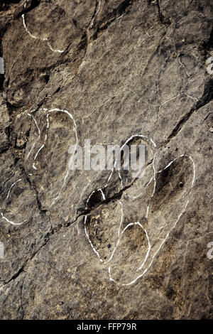 Dinosaurs old prehistoric footprints, Stock Photo