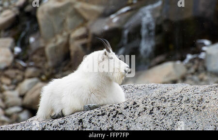 Mountain goats resting at Enchantment Lakes in Washington Stock Photo