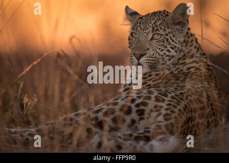 Young leopard (Panthera pardus) laying on a termite mound Stock Photo