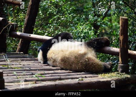 Chengdu, China's Sichuan Province. 16th Feb, 2016. A giant panda rests on a wooden framework at Chengdu Research Base of Giant Panda Breeding in Chengdu, capital of southwest China's Sichuan Province, Feb. 16, 2016. © Fan Jiashan/Xinhua/Alamy Live News Stock Photo