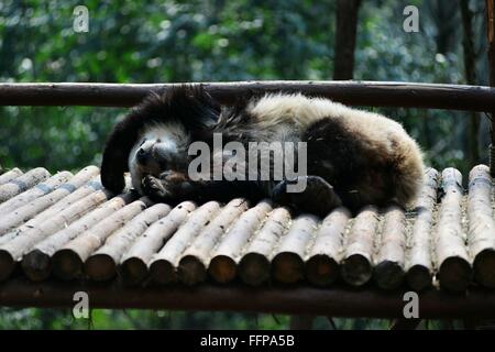 Chengdu, China's Sichuan Province. 16th Feb, 2016. A giant panda rests on a wooden framework at Chengdu Research Base of Giant Panda Breeding in Chengdu, capital of southwest China's Sichuan Province, Feb. 16, 2016. © Fan Jiashan/Xinhua/Alamy Live News Stock Photo