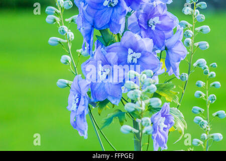 Delphinium 'After Midnight', close up of abundant blue flowers on a single stem Stock Photo