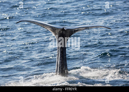 Sperm whale (Physeter macrocephalus Physeter or catodon), sperm whale bull, fluke, diving, Andenes, Andøya island, Vesteralen Stock Photo