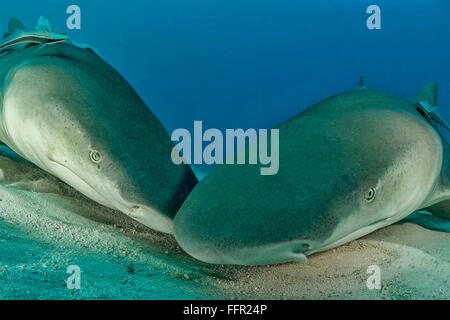 Lemon sharks (Negaprion brevirostris) on the seabed, portrait, Tiger Beach, Bahamas, Caribbean, Central America Stock Photo