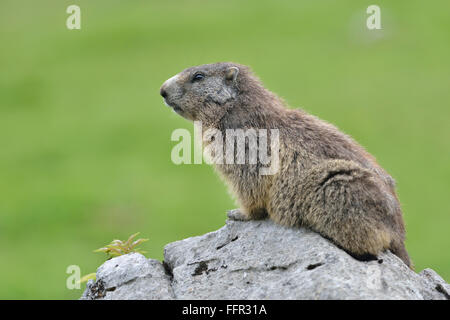 Alpine marmot (Marmota marmota) sitting on rock, Dachstein Salzkammergut, Austria Stock Photo