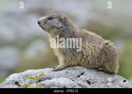 Alpine marmot (Marmota marmota) sitting on rock, Dachstein Salzkammergut, Austria Stock Photo