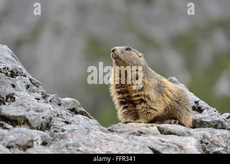 Alpine marmot (Marmota marmota) sitting on rock, Dachstein Salzkammergut, Austria Stock Photo