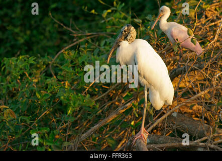 Wood Stork (Mycteria americana) and Roseate Spoonbill (Ajaia ajaja) sitting in tree, Pantanal, Mato Grosso, Brazil Stock Photo