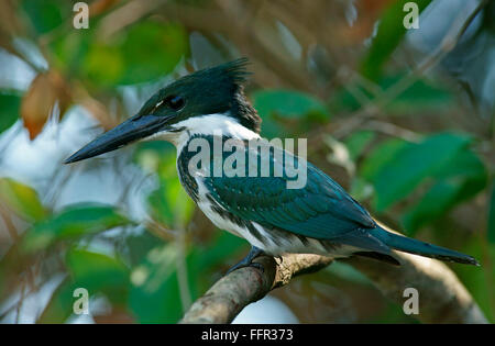 Amazon Kingfisher (Chloroceryle amazona) sitting on tree branch, female, Pantanal, Brazil