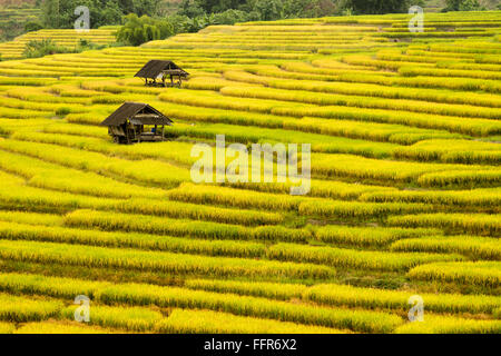 Golden rice fields in the north of Thailand Stock Photo