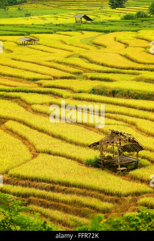 Golden rice fields in the north of Thailand Stock Photo