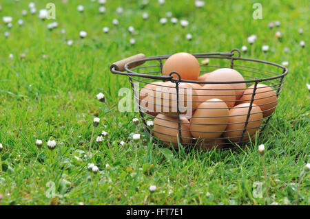 basket full of fresh eggs  in the grass Stock Photo