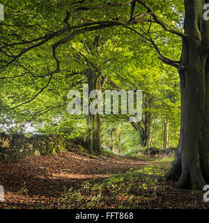 Beech trees at Workmans Wood, Sheepscombe, Gloucestershire Stock Photo