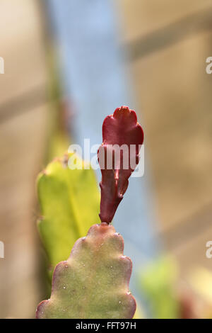 Close up of new growth Epiphyllum or also known as Orchid cactus Stock Photo