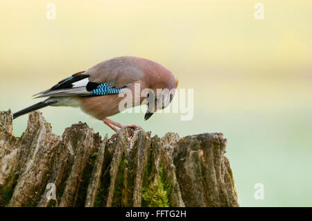 European Jay (Garrulus glandarius) feeding on treestump Stock Photo