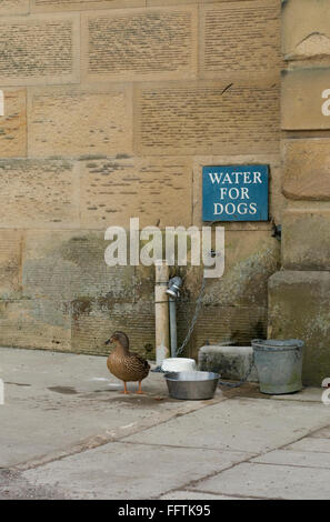 Mallard Duck at dog watering station Stock Photo