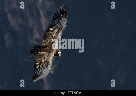 A magnificent soaring Andean Condor (Vultur gryphus) seen from above, Colca Canyon, Peru. Stock Photo