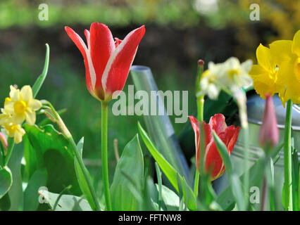 close on colorful tulips and daffodils in garden Stock Photo
