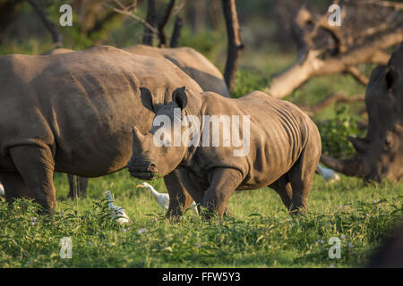 A young Rhino teenager grazing Stock Photo