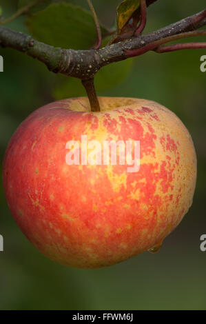 Ripe single apple 'Sunset' closeup hanging from its branch Stock Photo