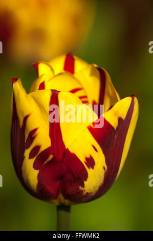 Single yellow and ruby red patterned tulip 'Helmar' close up Stock Photo