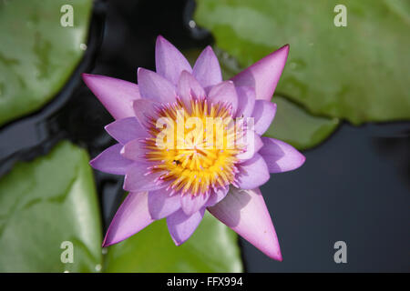Holy flower Lotus blue water lily Nymphaea caerulea , India Stock Photo