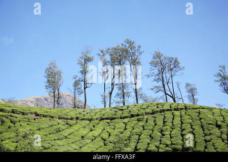 Tea plants Latin name Camellia sinensis fresh foliage and tender leaves , Tea gardens at Munnar , Kerala , India Stock Photo