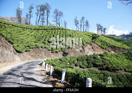 Tea plants Latin name Camellia sinensis fresh foliage and tender leaves Tea gardens both sides motorable road Munnar Kerala India Stock Photo