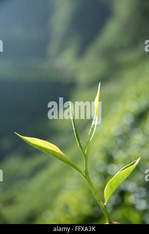 tea plant, tea shrub, tea tree, Camellia sinensis, fresh foliage and tender leaves, tea garden at Munnar , Kerala , India Stock Photo